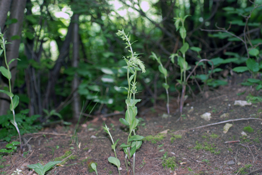 Epipactis distans